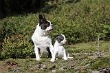 BOSTON TERRIER 153